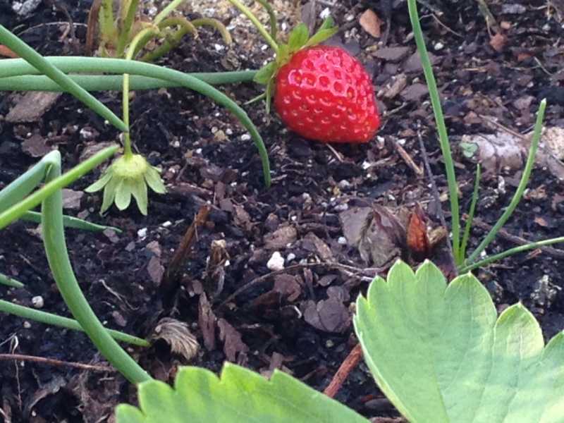 Strawberry fields.JPG