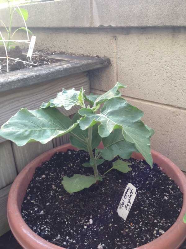 Thai Green Eggplant.JPG