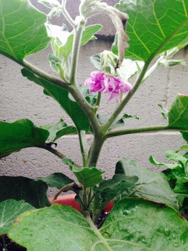 eggplant blossom.jpg