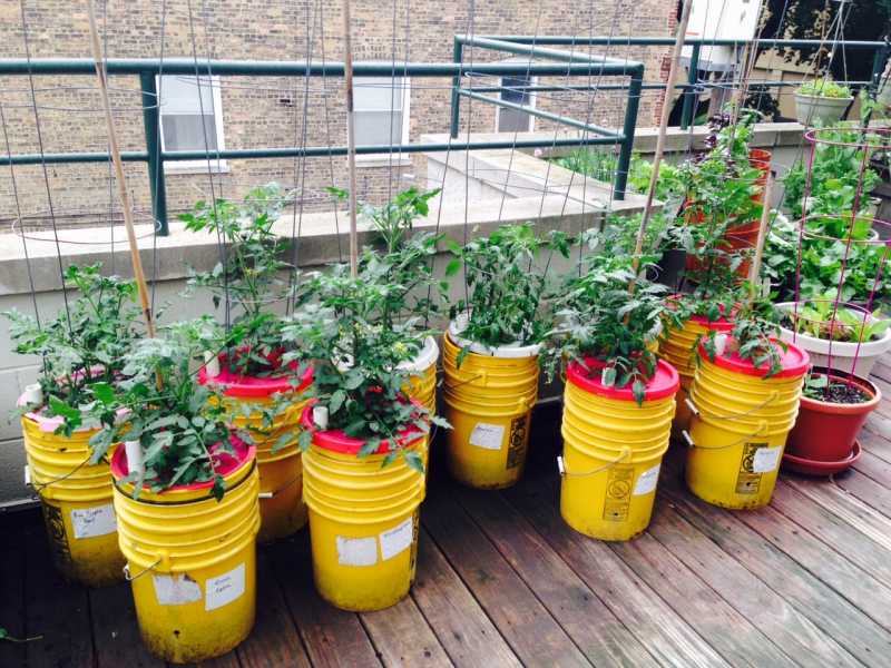 Tomato Buckets 6-12.jpg