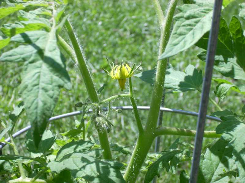 Tomato Blossom 2014-10-12 09.30.27.jpg