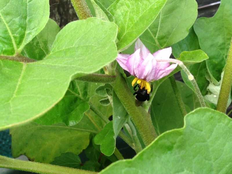 Bee pollinating.JPG