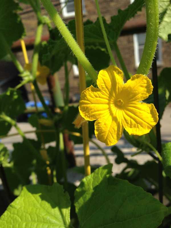 Cuke Blossom.JPG