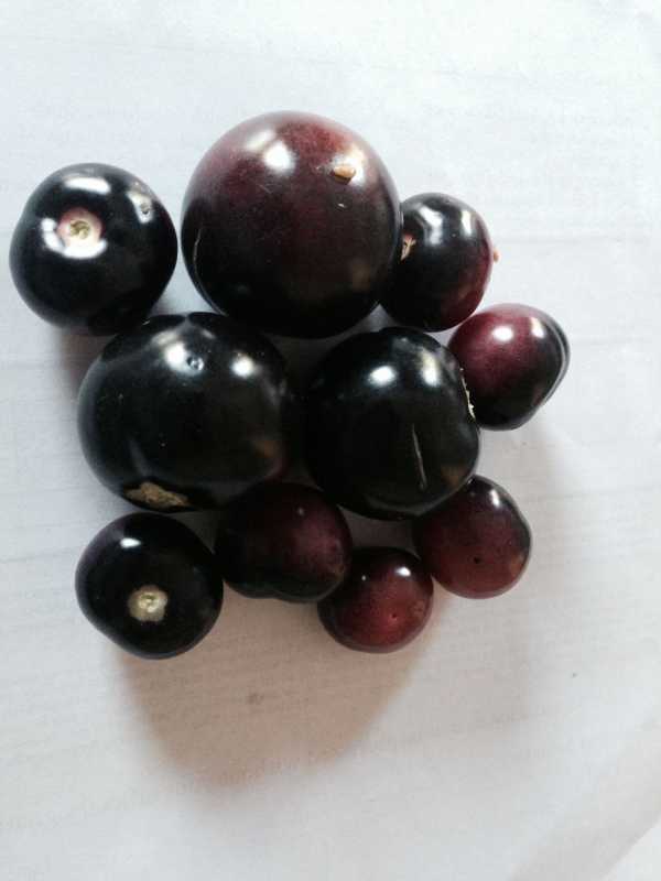 black tomatoes.JPG