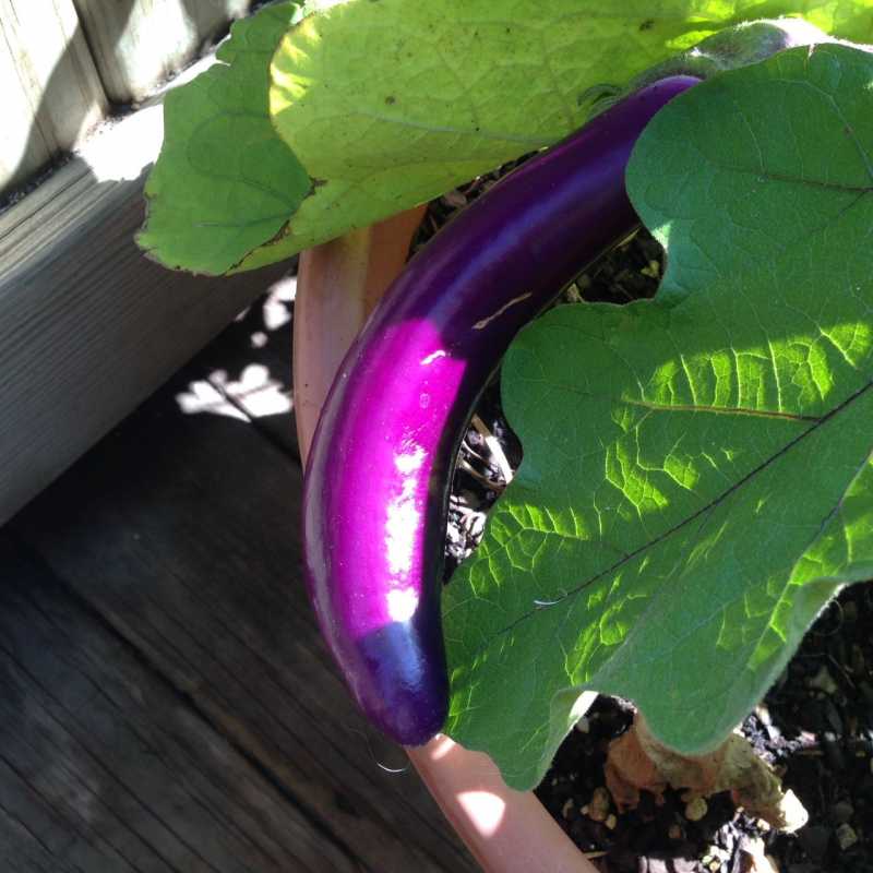 PingTung eggplant.JPG