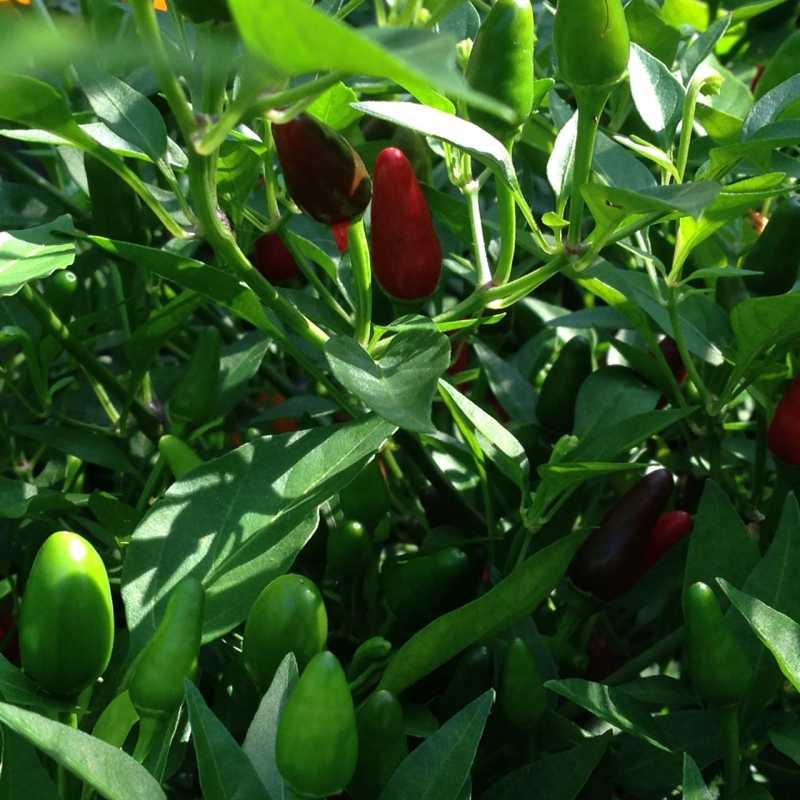 Thai Chilis.JPG